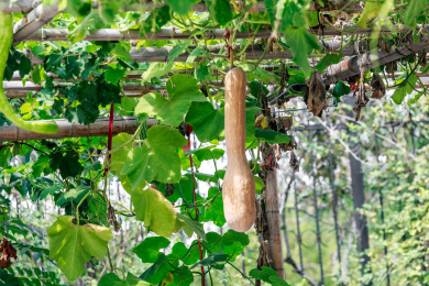 木质棚架下绿叶间的一个长形黄皮南瓜