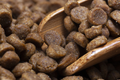放在盘子里的宠物食物狗粮
