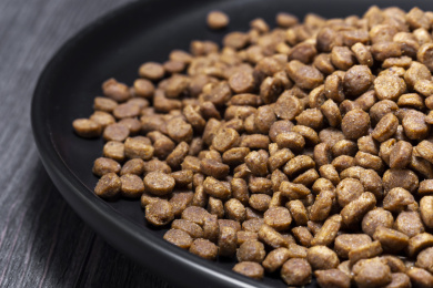 放在盘子里的宠物食物狗粮