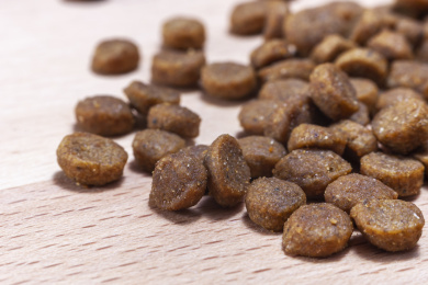 放在盘子里的宠物食物狗粮