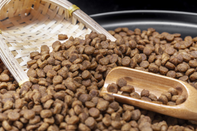 放在盘子里的宠物食物狗粮