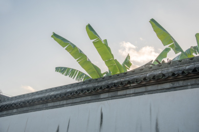中国浙江宁波市天一阁古建筑墙面和芭蕉叶