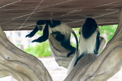 上海野生动物园里正在玩耍的疣猴