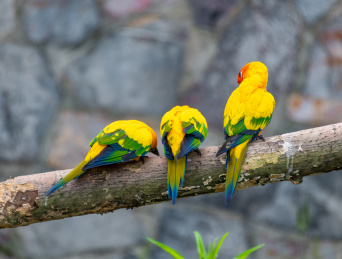 树枝上黄绿相间的太阳锥尾鹦鹉