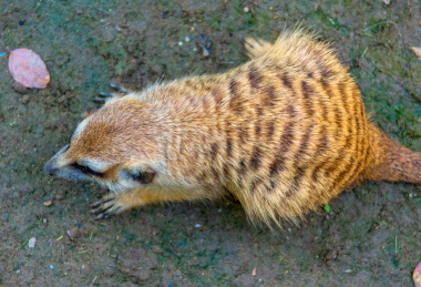 野生动物园里的群居动物狐獴