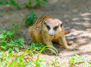 野生动物园里的群居动物狐獴