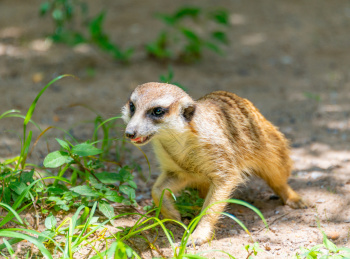 野生动物园里的群居动物狐獴