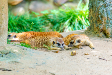 野生动物园里的群居动物狐獴