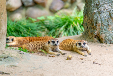 野生动物园里的群居动物狐獴