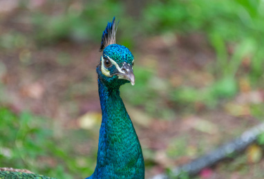 一只青绿色羽毛的孔雀特写