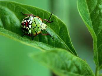 自然中的昆虫叶子上的珀蝽若虫