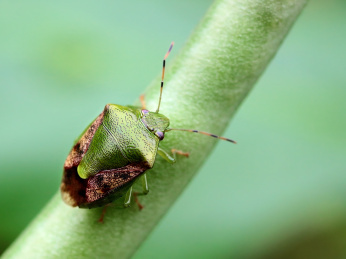 自然中的昆虫豇豆上的珀蝽