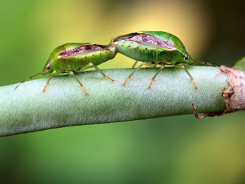 自然中的昆虫豇豆上的珀蝽