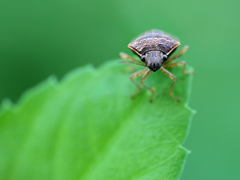自然中的昆虫叶子上的蝽象