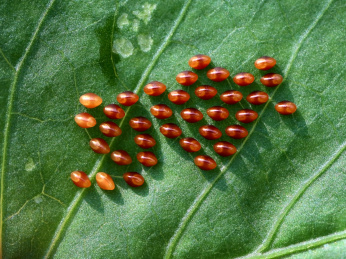 自然中的昆虫叶子上的猎蝽的卵