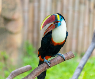 上海野生动物园里的巨嘴鸟