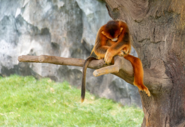 树枝上休息的一只漂亮的金丝猴