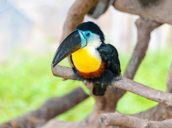 上海野生动物园里的巨嘴鸟