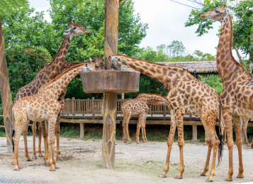 上海野生动物园里的长颈鹿特写