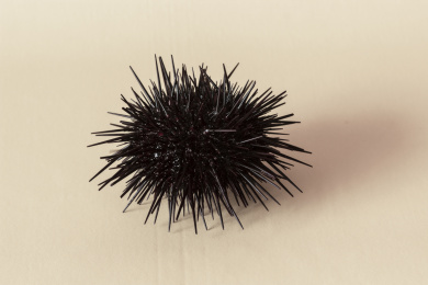 桌子上面的海胆 特写