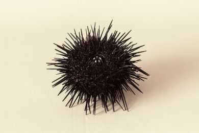 桌子上面的海胆 特写