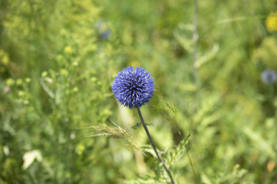野外盛开的兰刺头
