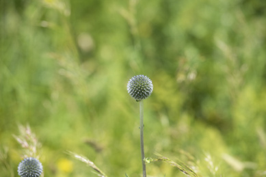 野外盛开的兰刺头