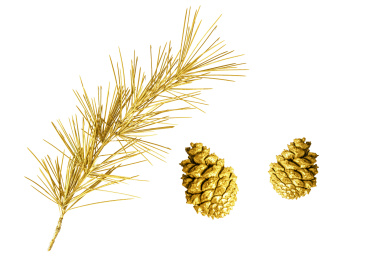 白色背景黄金松树松针和松果特写