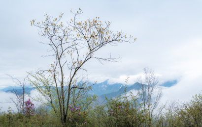 云雾缭绕的高山与山上的树木