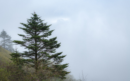 云雾缭绕的高山与山上的树木