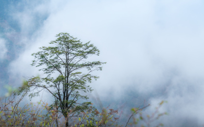云雾缭绕的高山与山上的树木