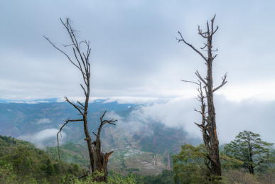云雾缭绕的高山与山上的树木