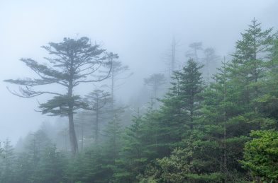 云雾缭绕的高山与山上的树木