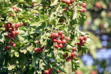 秋季山楂树结满了一串串红色的山楂红果