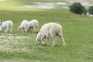 内蒙古乌兰布统草原上正在吃草的小羊羔