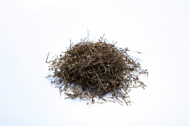 中国传统中医中草药材白花蛇草