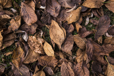平铺在地面上腐烂枯萎的枯树叶背景特写素材