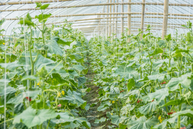 温室大棚里的黄瓜在自然生长