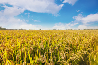 蓝天白云下金灿灿沉甸甸的水稻