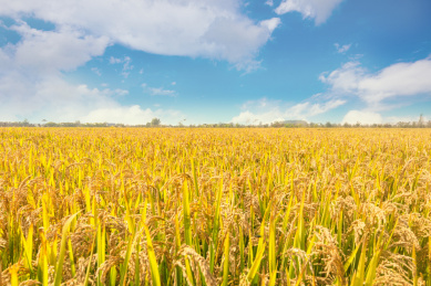 蓝天白云下金灿灿沉甸甸的水稻