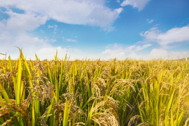 蓝天白云下金灿灿沉甸甸的水稻
