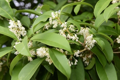 秋季里桂花树上的桂花花瓣