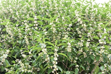 秋季里桂花树上的桂花花瓣