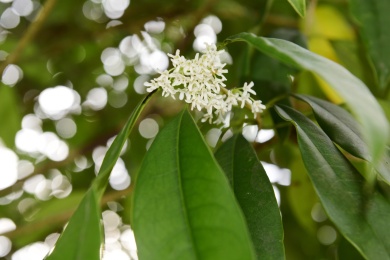 秋季里桂花树上的桂花花瓣