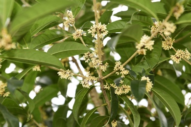 秋季里桂花树上的桂花花瓣