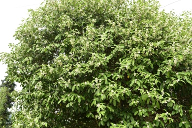 秋季里桂花树上的桂花花瓣