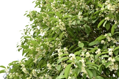 秋季里桂花树上的桂花花瓣