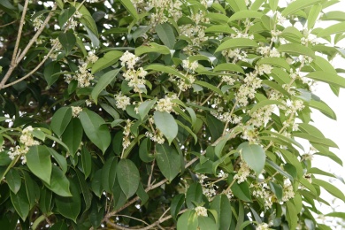 秋季里桂花树上的桂花花瓣