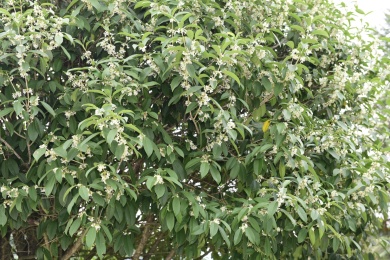 秋季里桂花树上的桂花花瓣