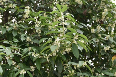 秋季里桂花树上的桂花花瓣